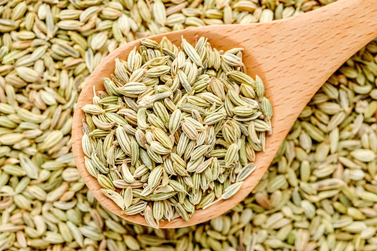 fennel-seed